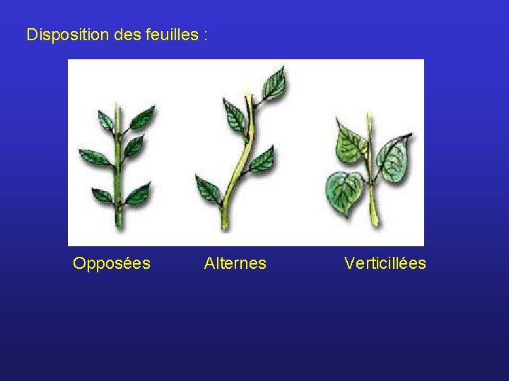 Disposition des feuilles : Opposées Alternes Verticillées 