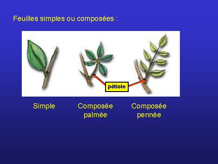 Feuilles simples ou composées : pétiole Simple Composée palmée Composée pennée 