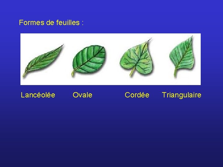 Formes de feuilles : Lancéolée Ovale Cordée Triangulaire 