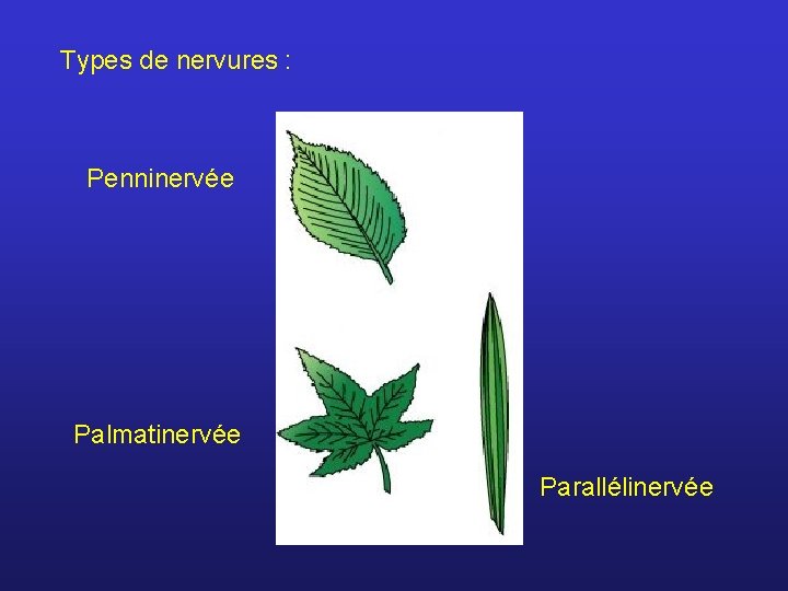 Types de nervures : Penninervée Palmatinervée Parallélinervée 