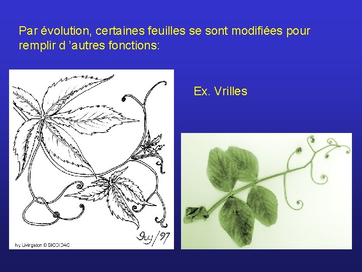 Par évolution, certaines feuilles se sont modifiées pour remplir d ’autres fonctions: Ex. Vrilles