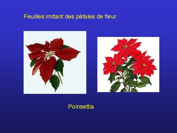 Feuilles imitant des pétales de fleur Poinsettia 