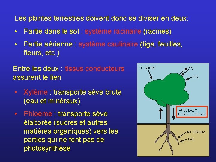 Les plantes terrestres doivent donc se diviser en deux: • Partie dans le sol
