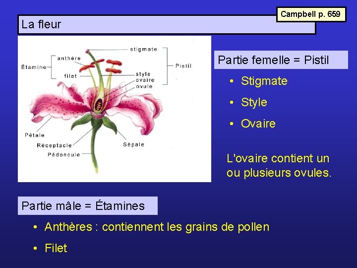 Campbell p. 659 La fleur Partie femelle = Pistil • Stigmate • Style •