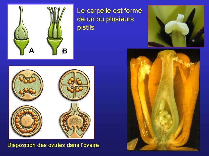 Le carpelle est formé de un ou plusieurs pistils Disposition des ovules dans l'ovaire