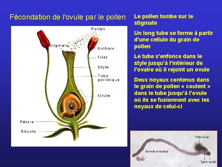 Fécondation de l'ovule par le pollen Le pollen tombe sur le stigmate Un long