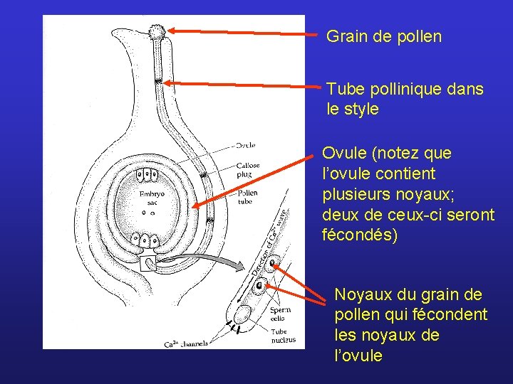 Grain de pollen Tube pollinique dans le style Ovule (notez que l’ovule contient plusieurs