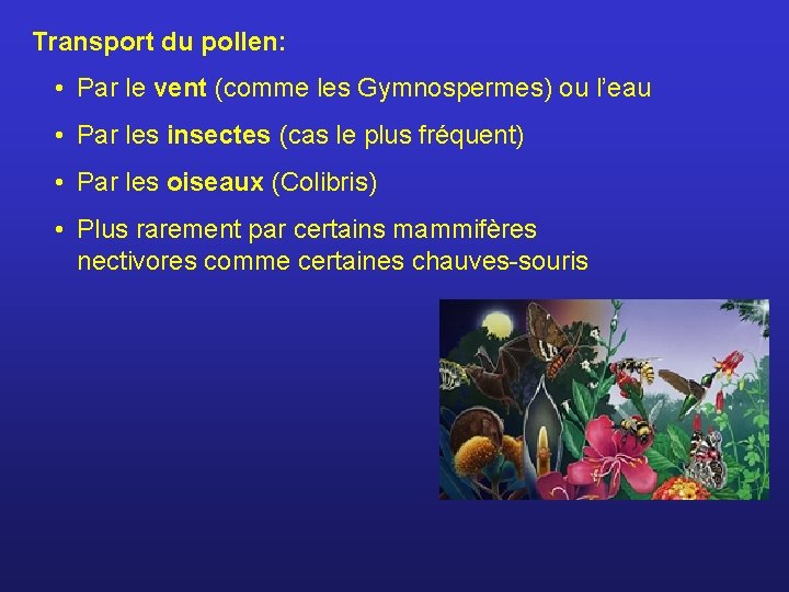 Transport du pollen: • Par le vent (comme les Gymnospermes) ou l’eau • Par