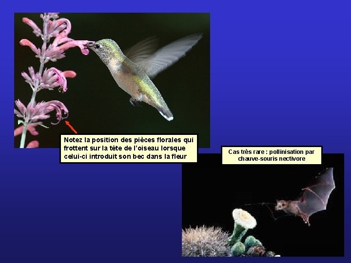 Notez la position des pièces florales qui frottent sur la tête de l’oiseau lorsque