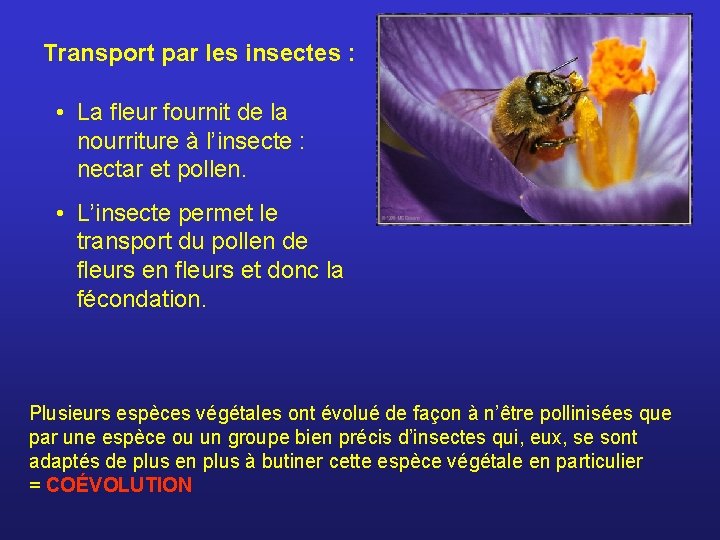 Transport par les insectes : • La fleur fournit de la nourriture à l’insecte
