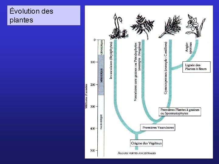 Évolution des plantes 