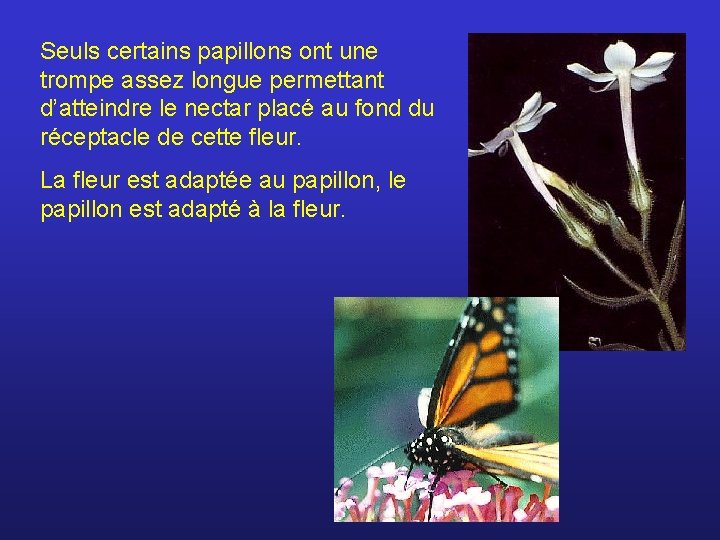 Seuls certains papillons ont une trompe assez longue permettant d’atteindre le nectar placé au