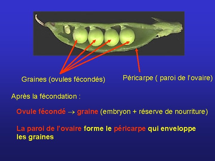 Graines (ovules fécondés) Péricarpe ( paroi de l’ovaire) Après la fécondation : Ovule fécondé