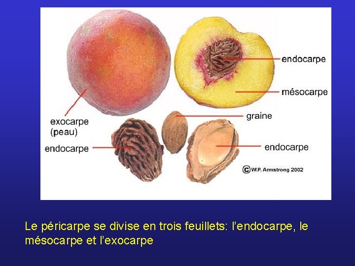 Le péricarpe se divise en trois feuillets: l’endocarpe, le mésocarpe et l’exocarpe 