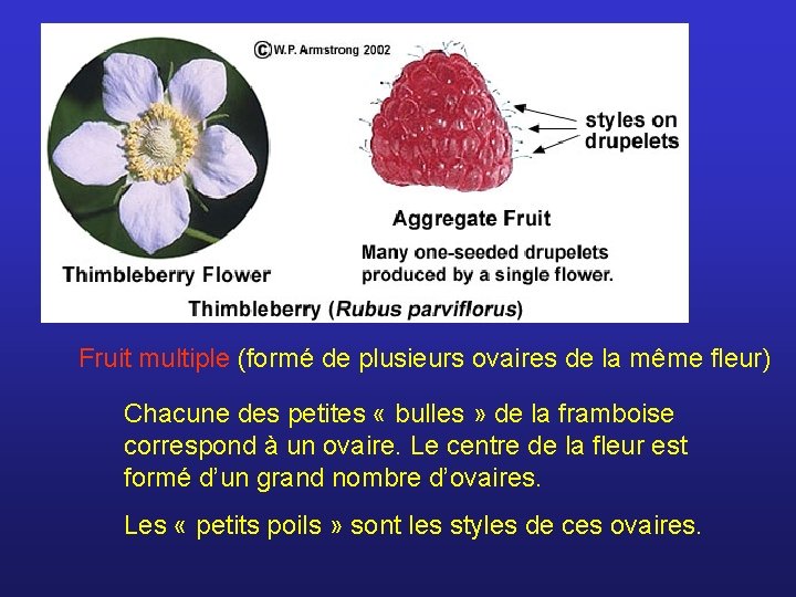 Fruit multiple (formé de plusieurs ovaires de la même fleur) Chacune des petites «