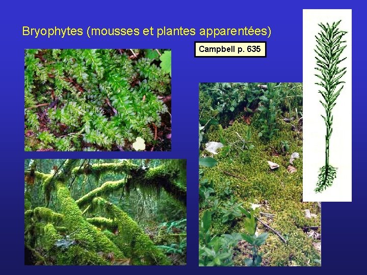 Bryophytes (mousses et plantes apparentées) Campbell p. 635 