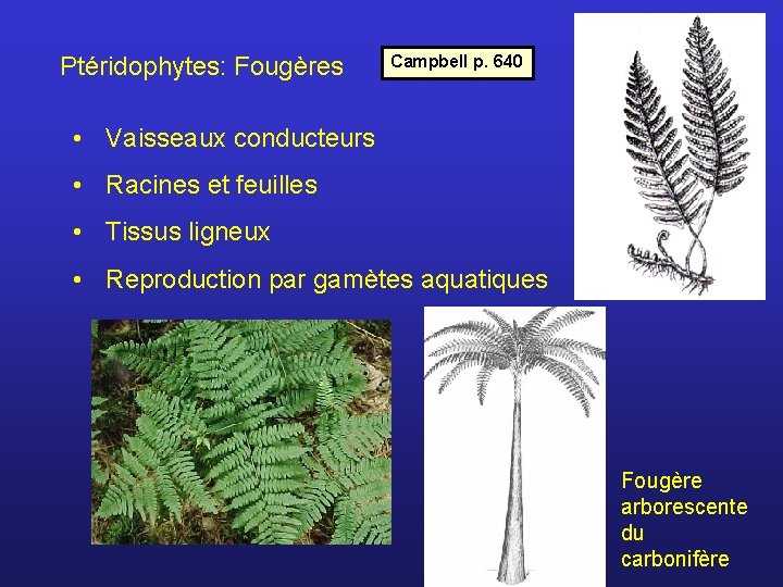 Ptéridophytes: Fougères Campbell p. 640 • Vaisseaux conducteurs • Racines et feuilles • Tissus