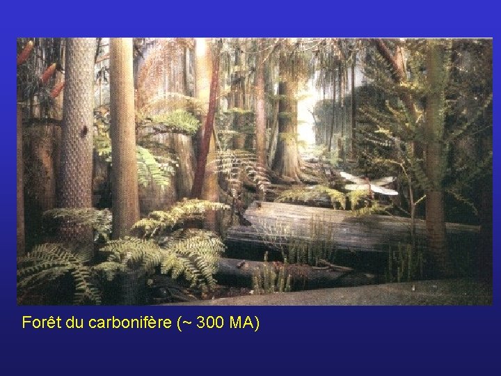 Forêt du carbonifère (~ 300 MA) 