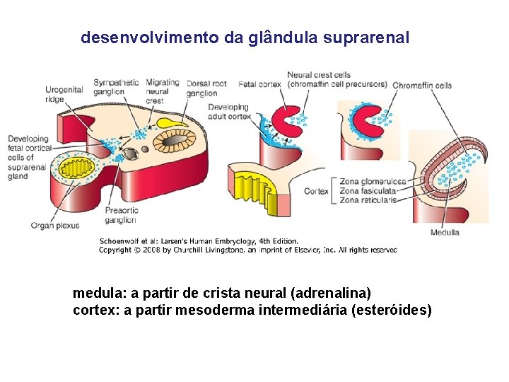 desenvolvimento da glândula suprarenal medula: a partir de crista neural (adrenalina) cortex: a partir