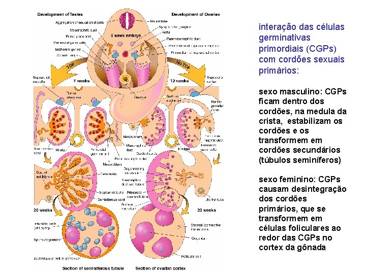 interação das células germinativas primordiais (CGPs) com cordões sexuais primários: sexo masculino: CGPs ficam