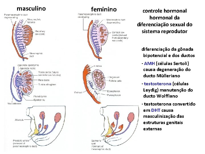 masculino feminino controle hormonal da diferenciação sexual do sistema reprodutor diferenciação da gônada bipotencial