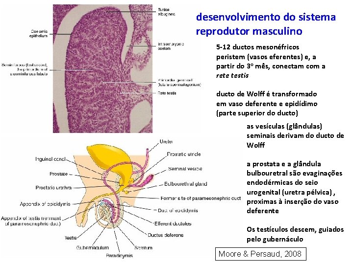 desenvolvimento do sistema reprodutor masculino 5 -12 ductos mesonéfricos peristem (vasos eferentes) e, a