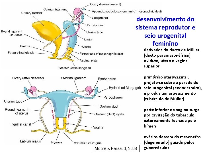 desenvolvimento do sistema reprodutor e seio urogenital feminino derivados do ducto de Müller (ducto