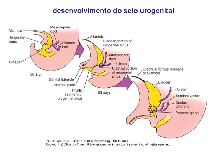 desenvolvimento do seio urogenital 