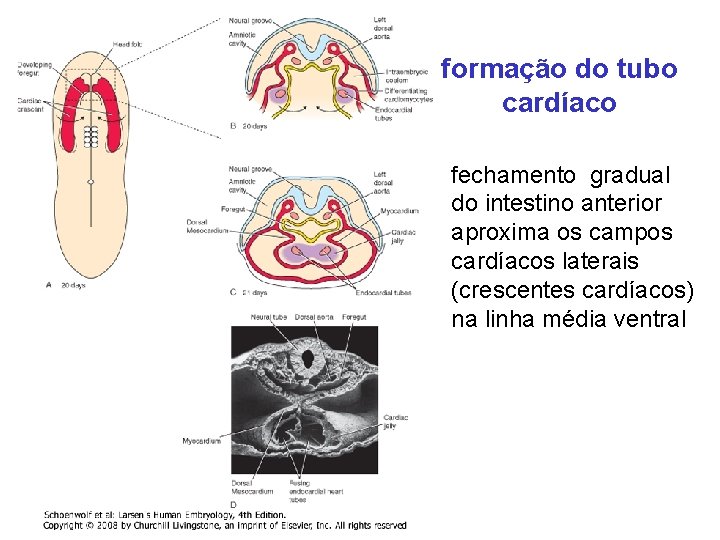 formação do tubo cardíaco fechamento gradual do intestino anterior aproxima os campos cardíacos laterais
