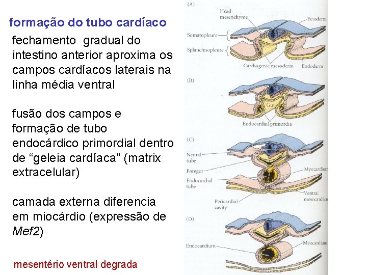 formação do tubo cardíaco fechamento gradual do intestino anterior aproxima os campos cardíacos laterais
