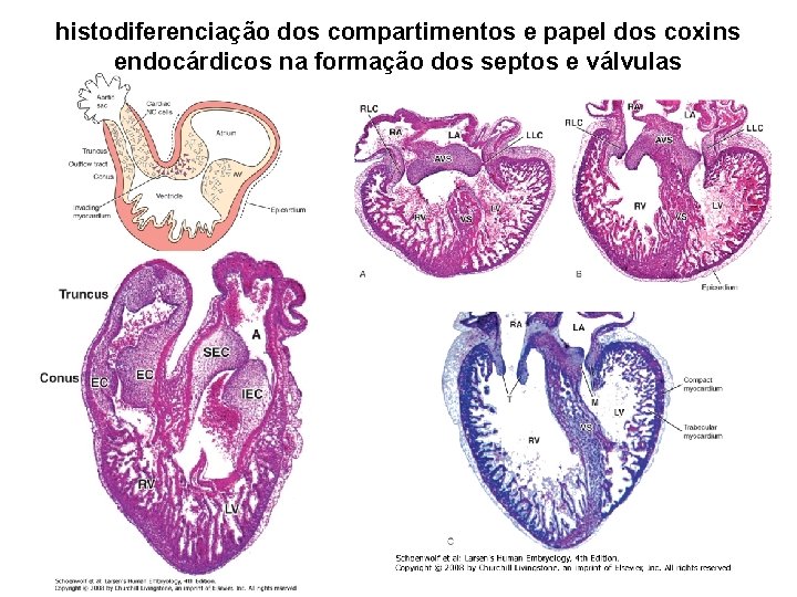 histodiferenciação dos compartimentos e papel dos coxins endocárdicos na formação dos septos e válvulas