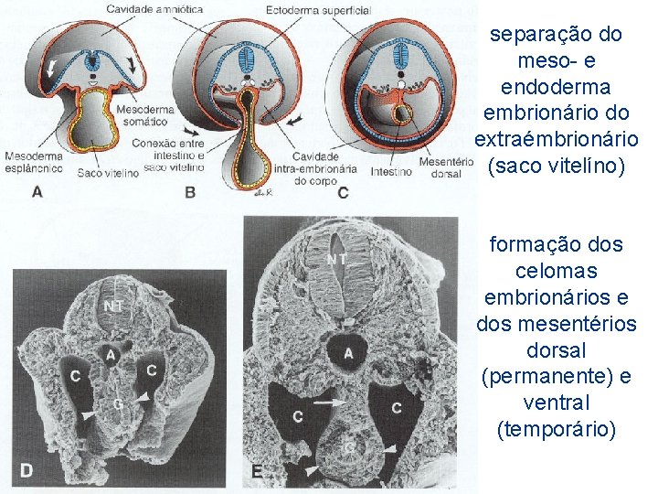 separação do meso- e endoderma embrionário do extraémbrionário (saco vitelíno) formação dos celomas embrionários