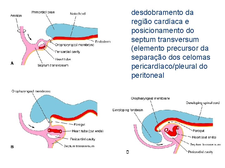 desdobramento da região cardíaca e posicionamento do septum transversum (elemento precursor da separação dos