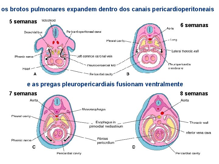 os brotos pulmonares expandem dentro dos canais pericardioperitoneais 5 semanas 6 semanas e as