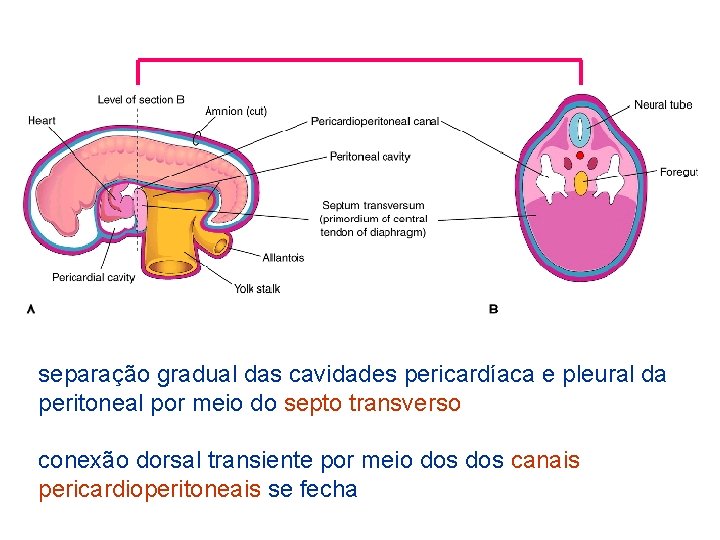 separação gradual das cavidades pericardíaca e pleural da peritoneal por meio do septo transverso