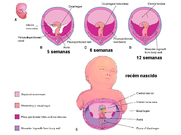 5 semanas 6 semanas 12 semanas recém nascido 