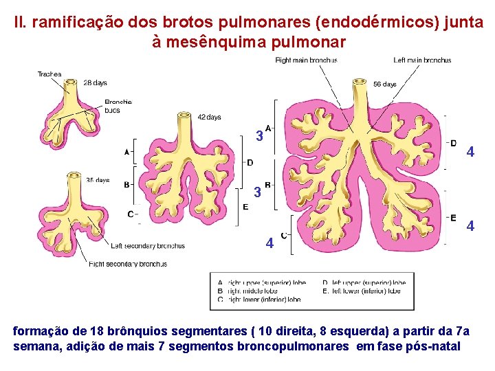 II. ramificação dos brotos pulmonares (endodérmicos) junta à mesênquima pulmonar 3 4 4 formação