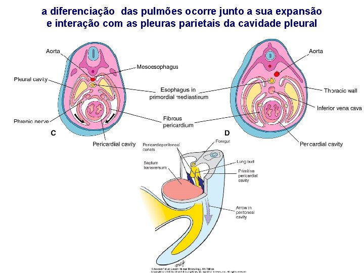 a diferenciação das pulmões ocorre junto a sua expansão e interação com as pleuras