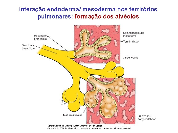 interação endoderma/ mesoderma nos territórios pulmonares: formação dos alvéolos 