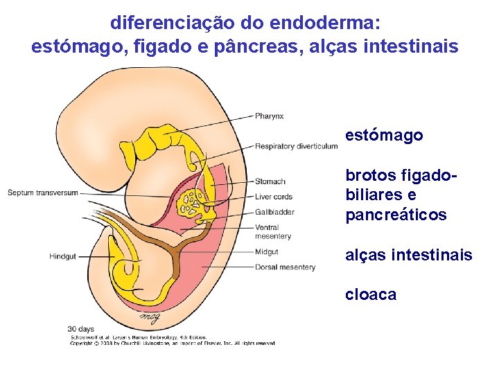 diferenciação do endoderma: estómago, figado e pâncreas, alças intestinais estómago brotos figadobiliares e pancreáticos