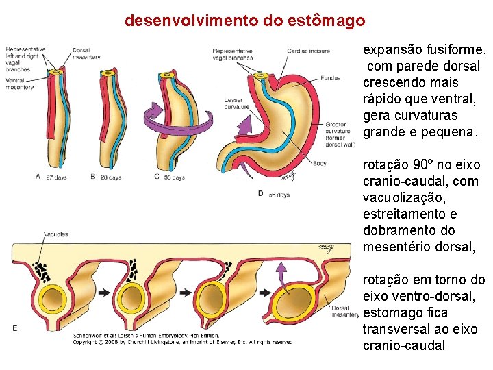 desenvolvimento do estômago expansão fusiforme, com parede dorsal crescendo mais rápido que ventral, gera