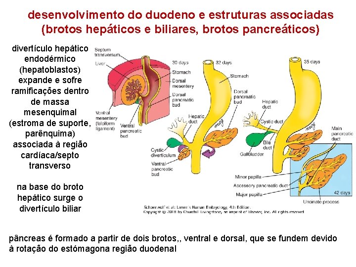 desenvolvimento do duodeno e estruturas associadas (brotos hepáticos e biliares, brotos pancreáticos) divertículo hepático