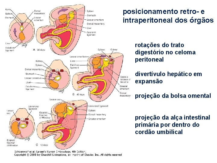 posicionamento retro- e intraperitoneal dos órgãos rotações do trato digestório no celoma peritoneal divertívulo