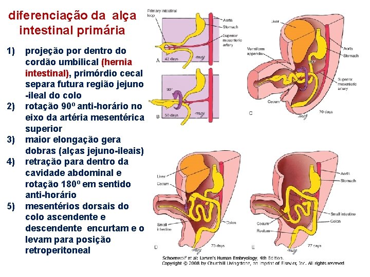 diferenciação da alça intestinal primária 1) 2) 3) 4) 5) projeção por dentro do