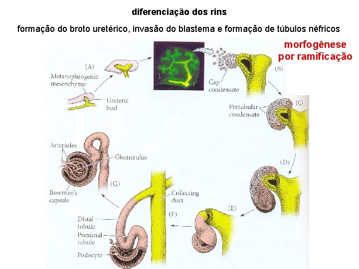 diferenciação dos rins formação do broto uretérico, invasão do blastema e formação de túbulos