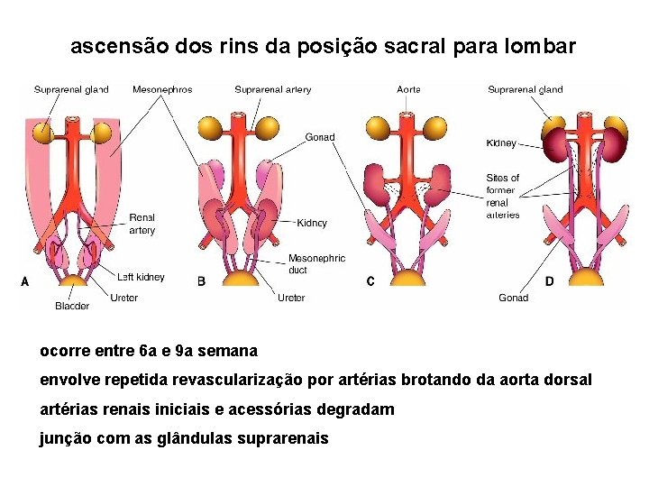 ascensão dos rins da posição sacral para lombar ocorre entre 6 a e 9