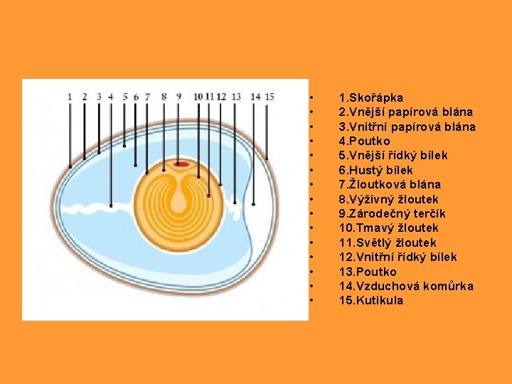  • • • • 1. Skořápka 2. Vnější papírová blána 3. Vnitřní papírová