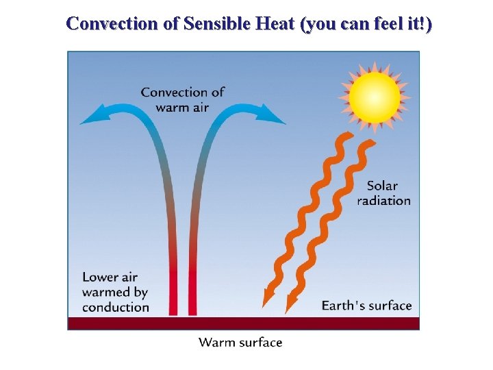 Convection of Sensible Heat (you can feel it!) Convection of Sensible Heat (you can feel it!)