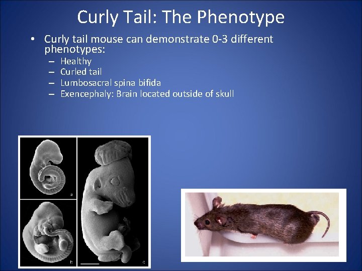 Curly Tail: The Phenotype • Curly tail mouse can demonstrate 0 -3 different phenotypes: