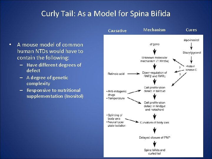 Curly Tail: As a Model for Spina Bifida Causative • A mouse model of